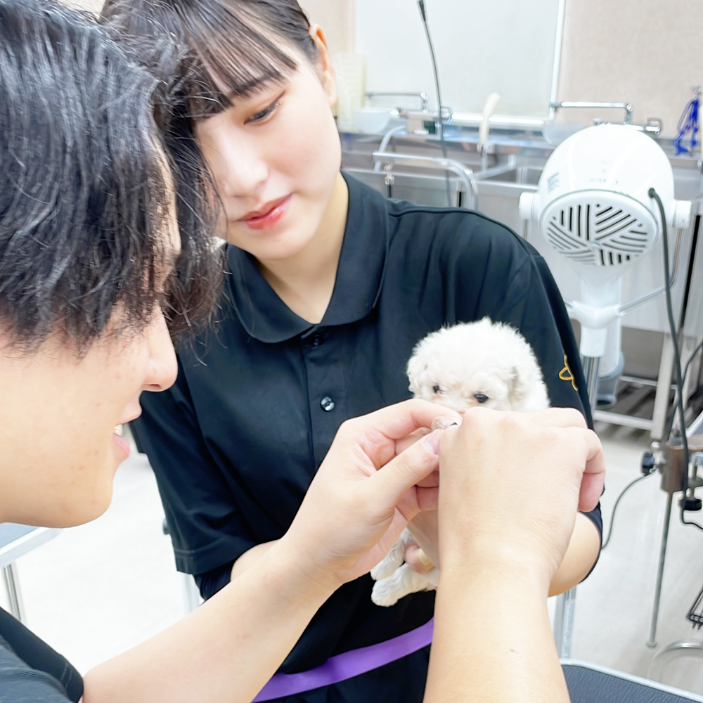 子犬のケアトリミング♪
